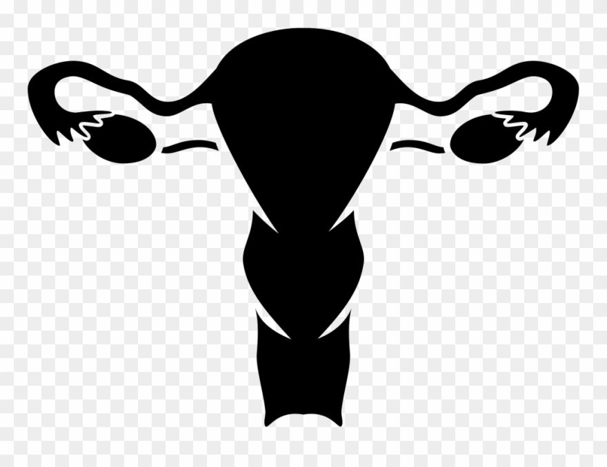Nfm Vaginal Bleeding Comments - Reproductive System Female Png Clipart