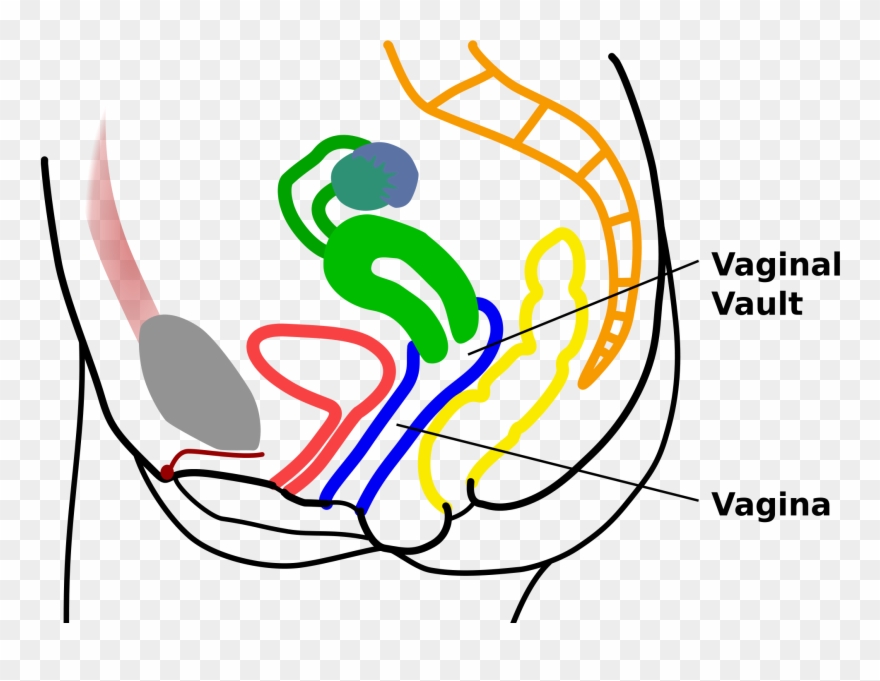 Open - Vault Female Anatomy Clipart