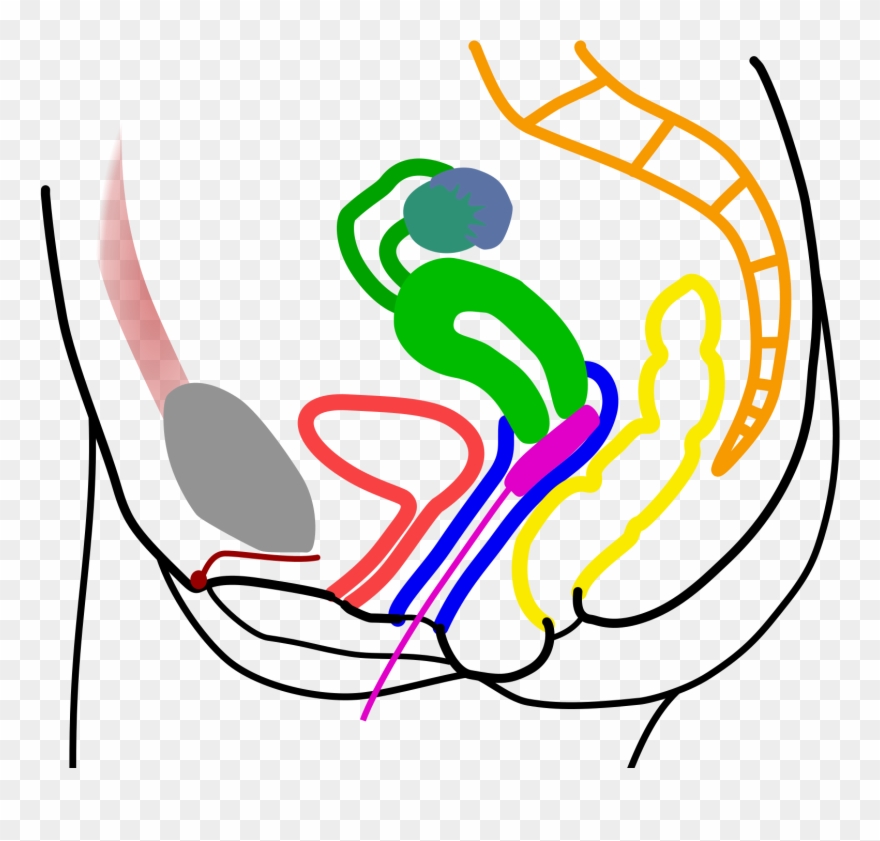 Open - Vagina Cross Section Tampon Clipart