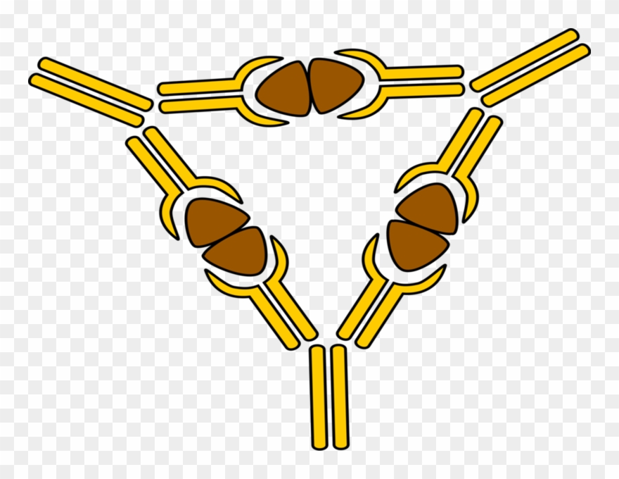 The Vagina Contains Some Good Bacteria Such As Lactobacillus - Immune Complex Png Clipart