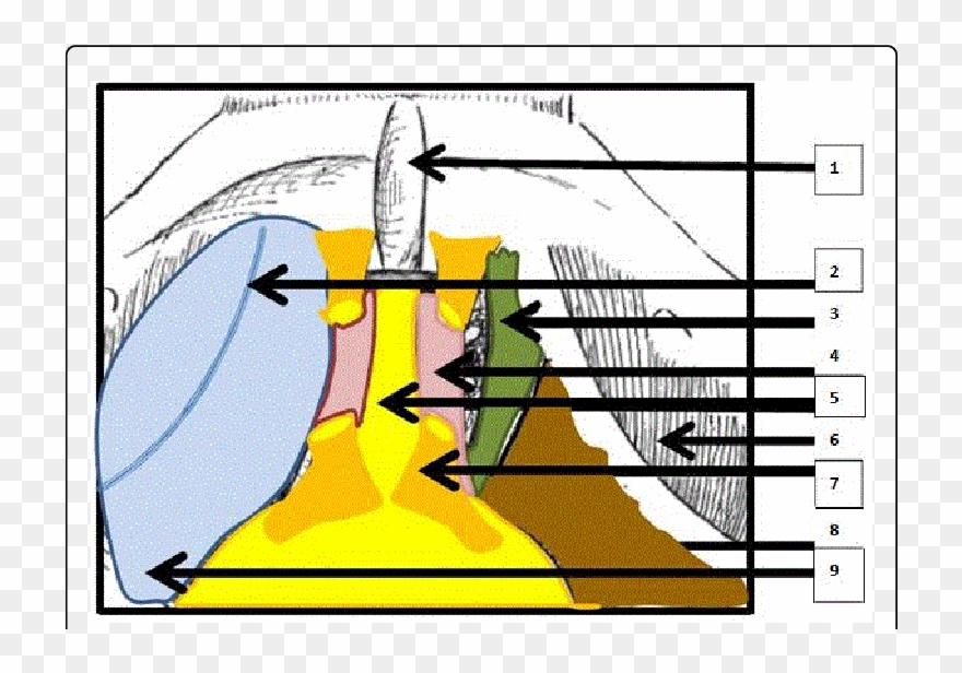 Anatomical Relationships Between The Bladder And The - Urinary Bladder Clipart