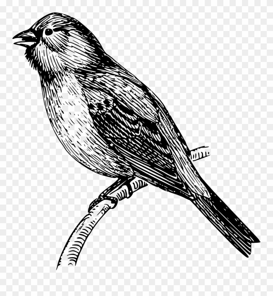 Bunting - Line Art Burung Kenari Clipart