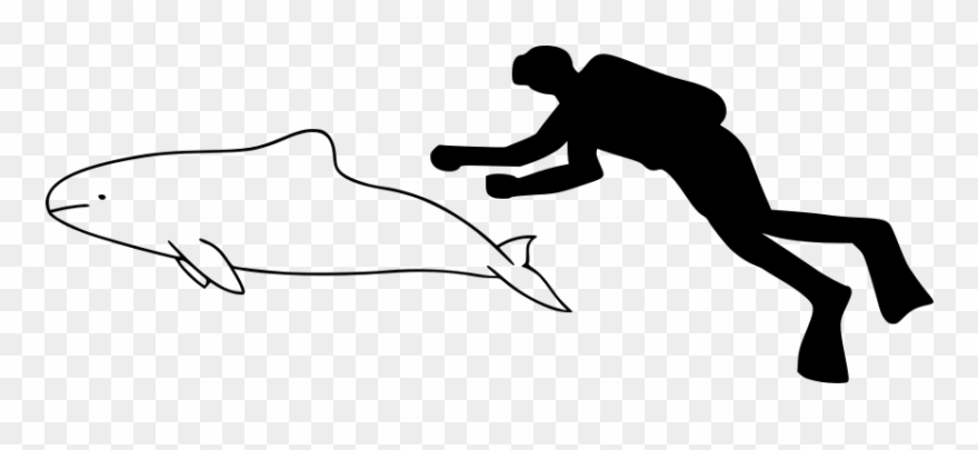 Spectacled Porpoise Size - Finless Porpoise Size Clipart