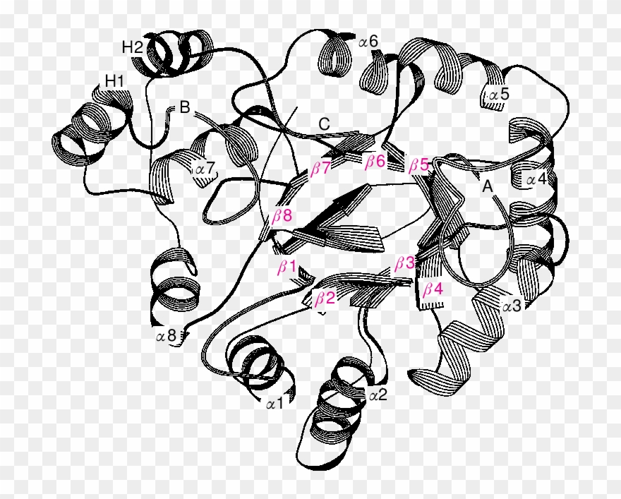 A Common Three-dimensional Fold For The Akrs The Ribbon - Drawing Clipart