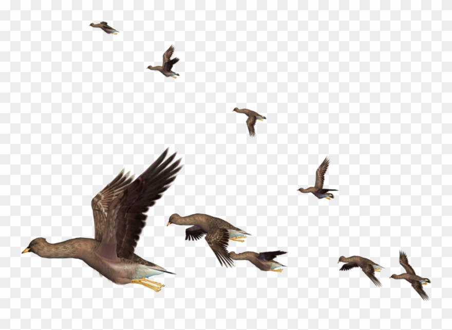 Migration Clipart Flying Bird - Vuelo De Las Aves - Png Download