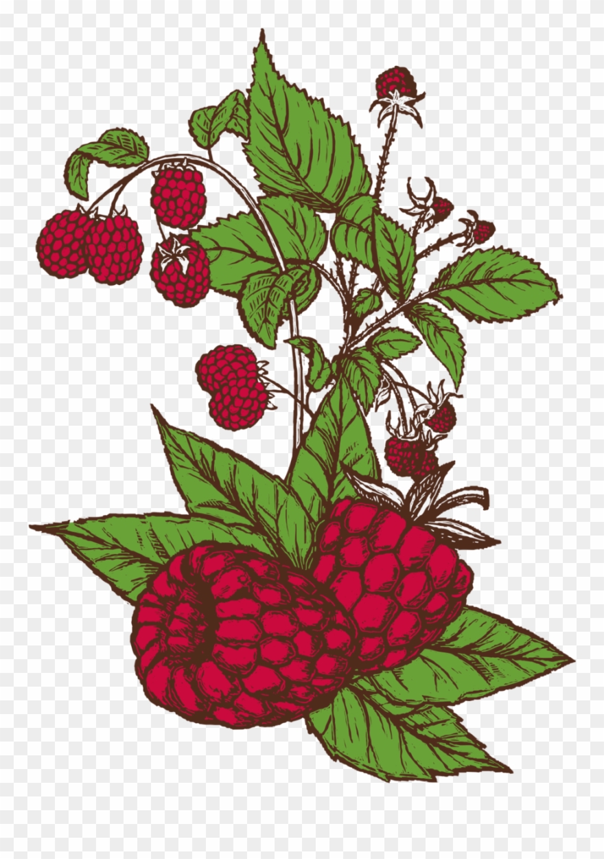 See All Beers - Raspberry Clipart