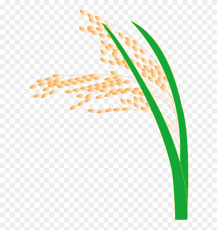 Paddy Field Hedao Transprent - Rice Clipart