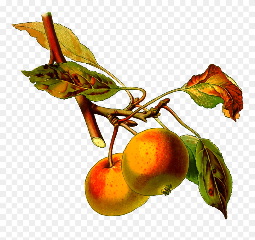 Apple Tree 2 - Malus Domestica Botanical Drawing Clipart