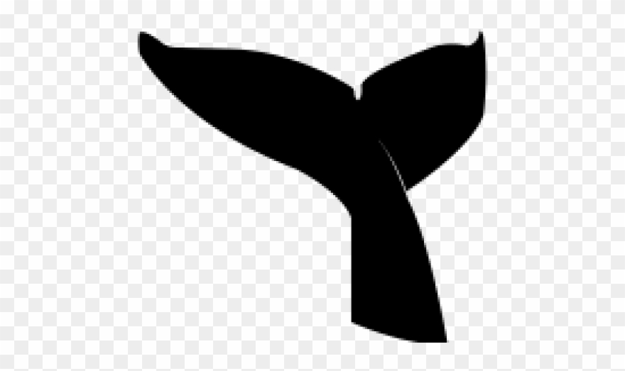 Beluga Whale Clipart Fluke - Whales - Png Download