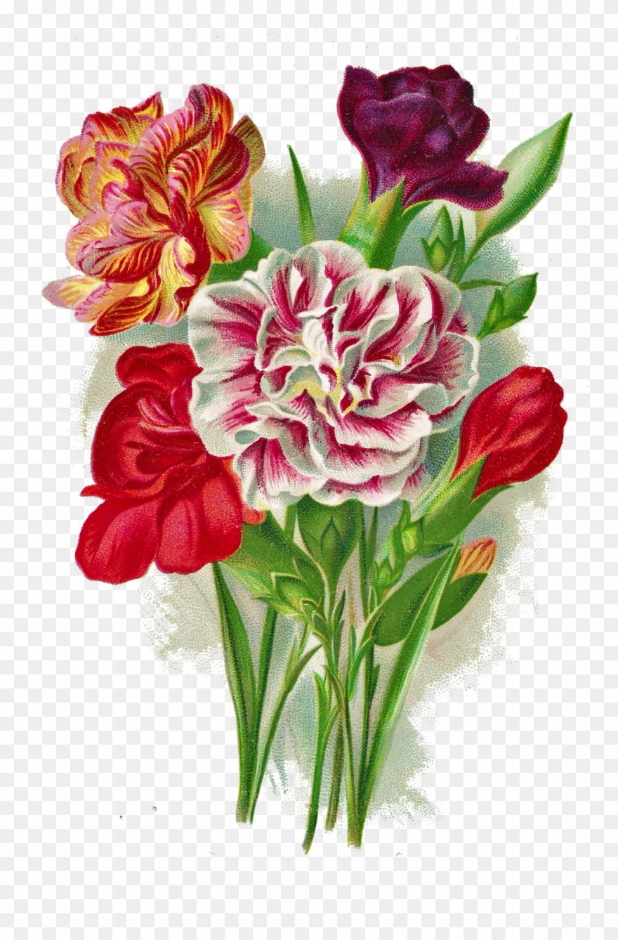 Carnation Clipart Vintage Bouquet - Carnation Png Images Free Transparent Png