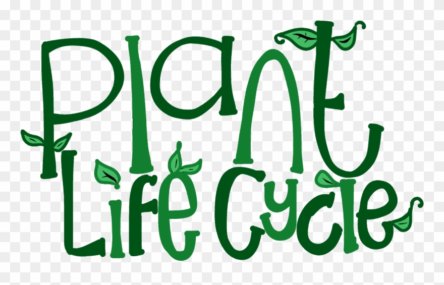 Http - //www - Teacherspayteachers - Com/product/plant - Teacher Clipart