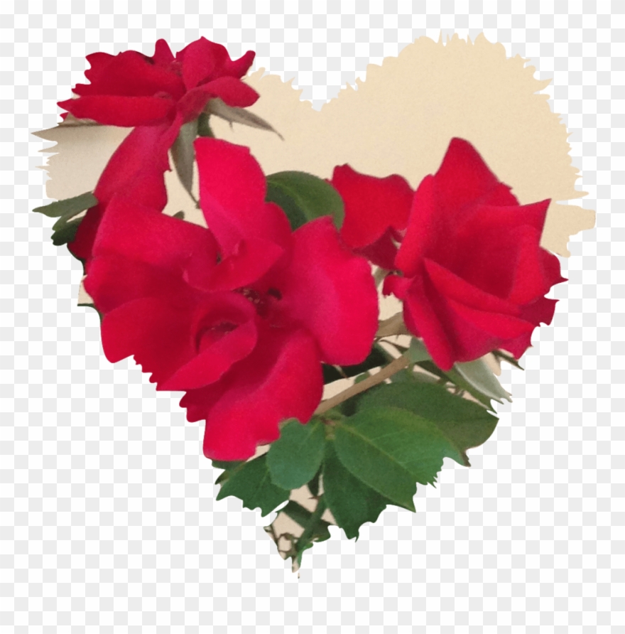 Congratulations On Your Marriage Boush - Garden Roses Clipart