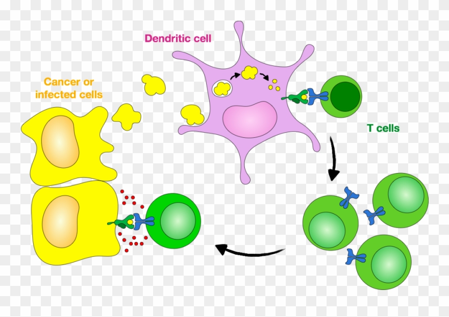 Download Image Black And White Download Web Design - Cross Presentation Dendritic Cell Clipart