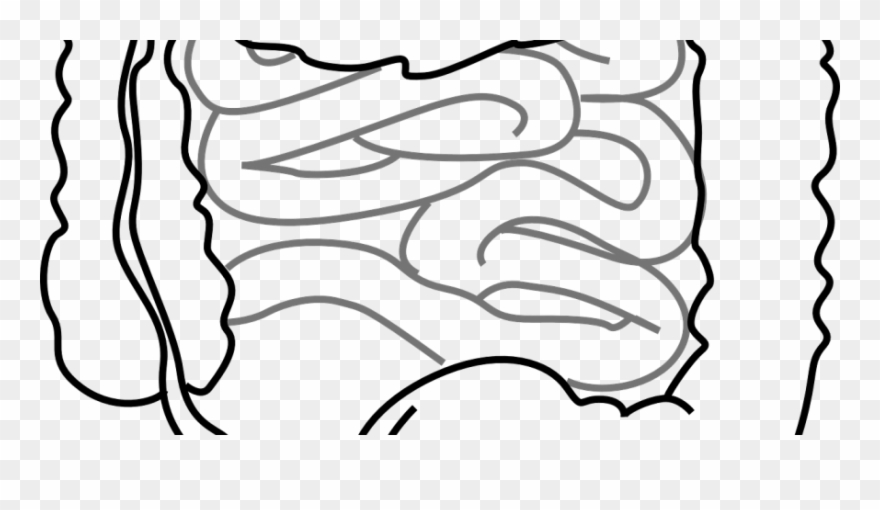 Can Intestinal Microflora Disorders Lead To The Development - Imagenes De Intestinos Para Colorear Clipart