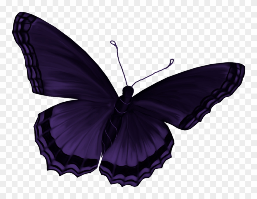 Image Du Blog Zezete2 - Lepidoptera Clipart