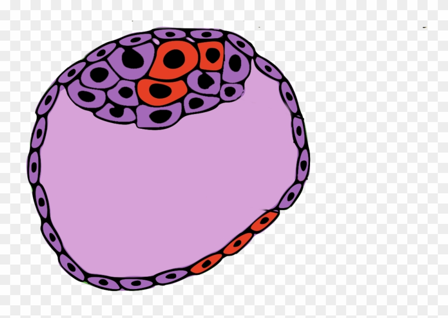 We Have Known About Mosaic Embryos For A Long Time - Embryonic Pole And Abembryonic Pole Clipart