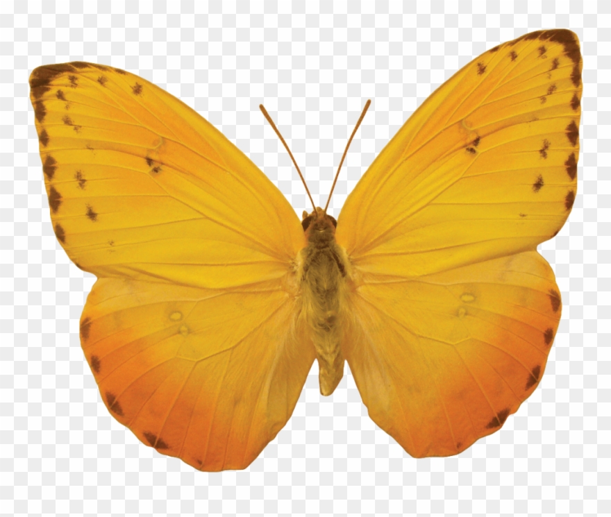 A Small Butterfly Free Png And Clipart - Yellow Butterfly No Background Transparent Png