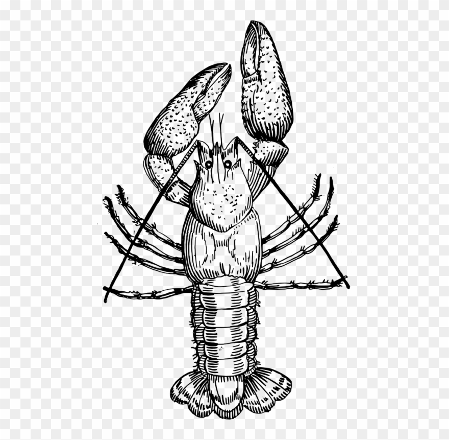 Vector - Crayfish Black And White Clipart
