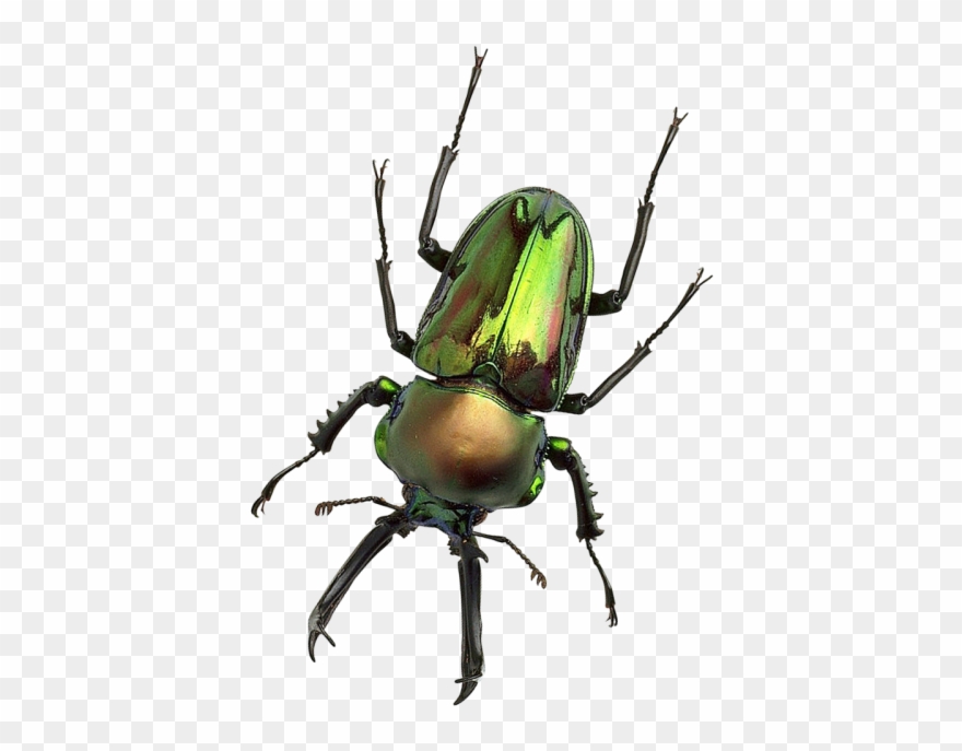Clip Art Freeuse Bug Png Transparent Image - Lucanidae