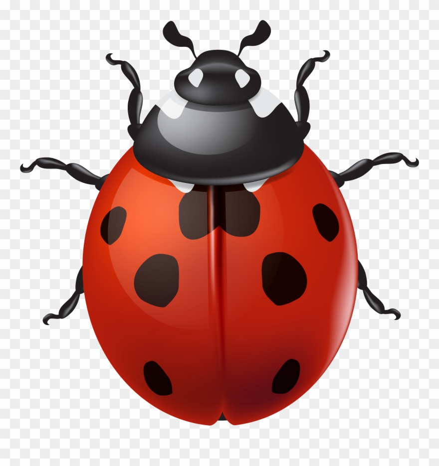 Ladybird Clipart - Png Download