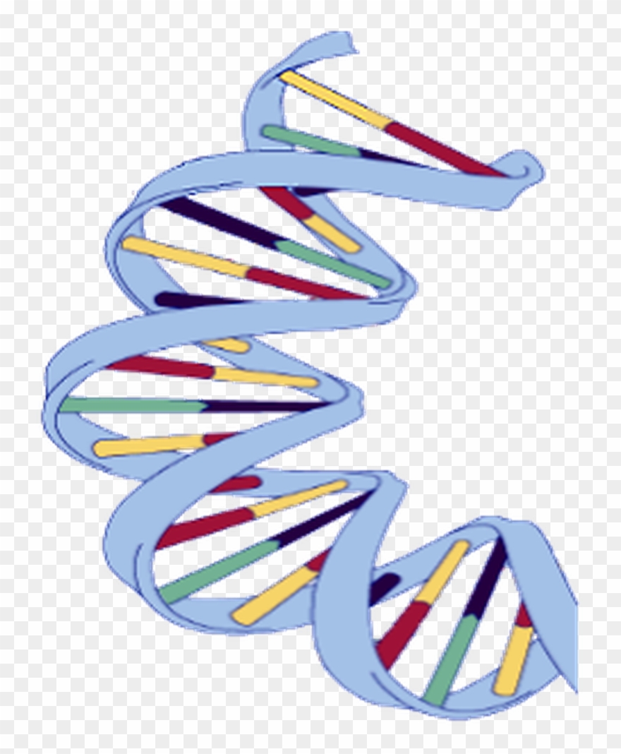 Dna Structure Clipart Wikipedia - Dna Structure Of A Banana - Png Download