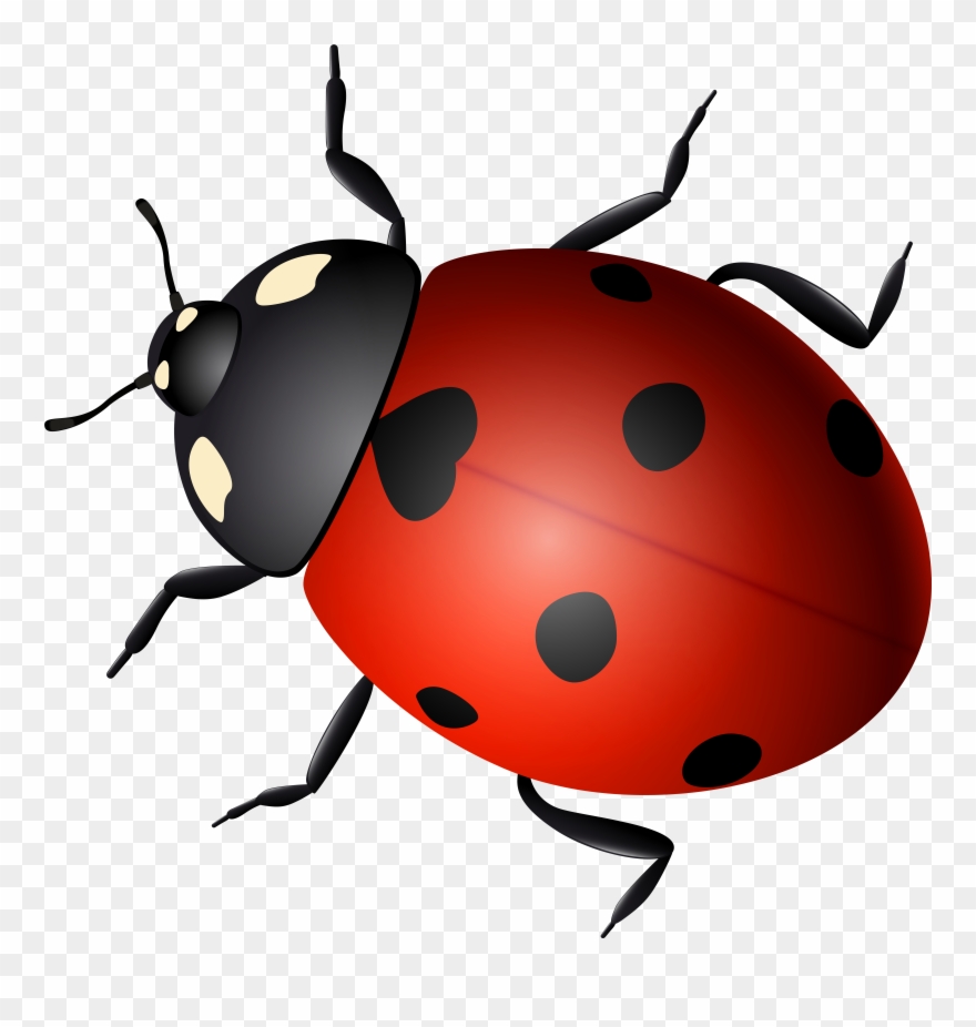 Freeuse Stock Ladybird Clip Art Transprent - Png Download