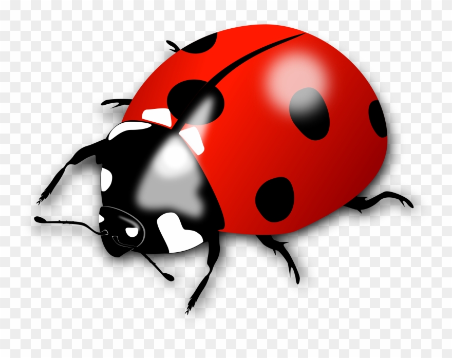 Ladybird Clip Art Of Lady Bird - Lady Bird - Png Download