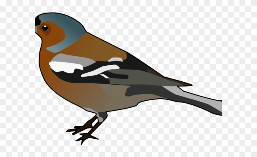 Finch Clipart Chidiya - Colorful Cartoon Black And Brown Finch Tote Bag, Adult - Png Download