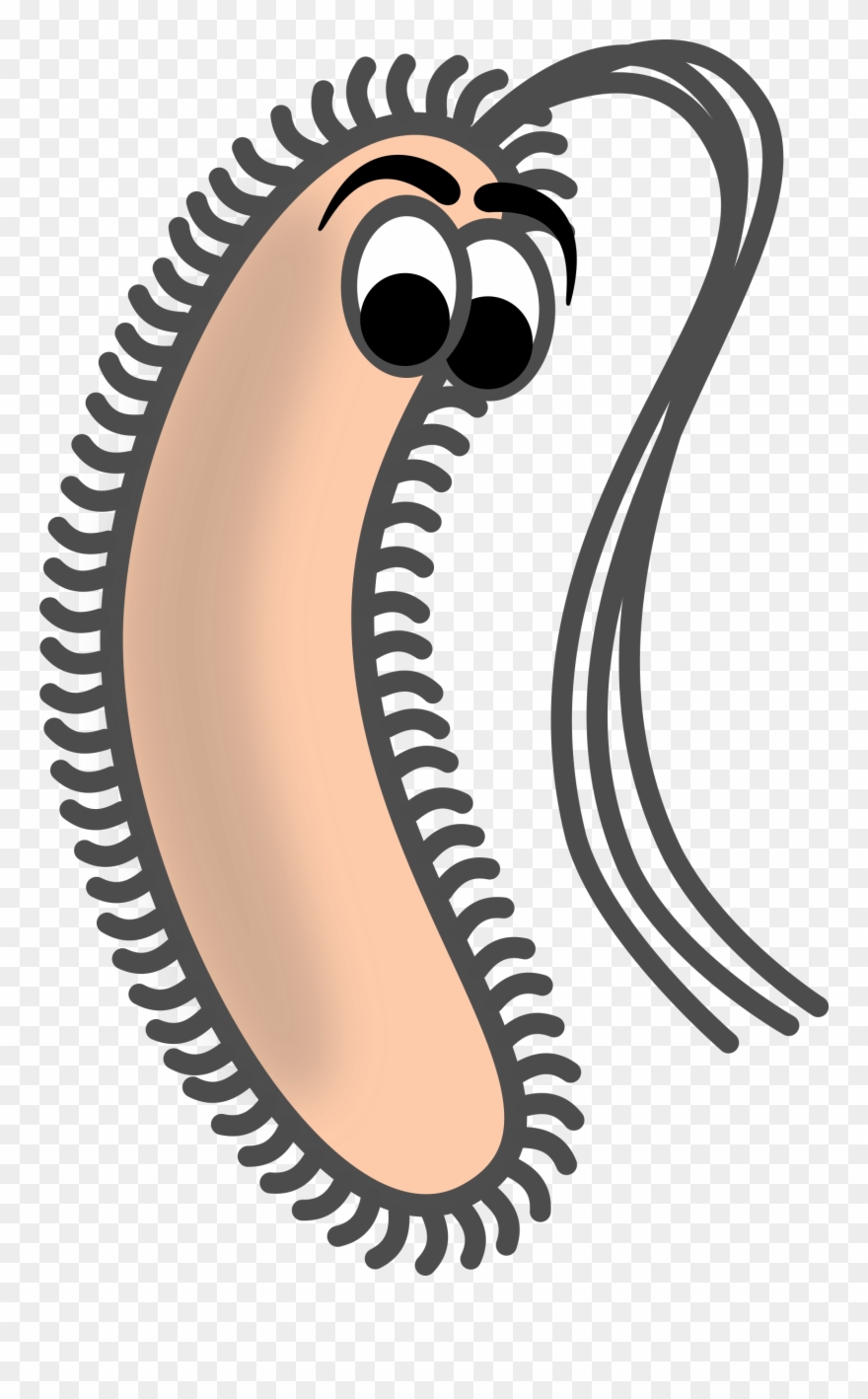 Chart Clipart Block Graph - Bacillus Clip Art - Png Download