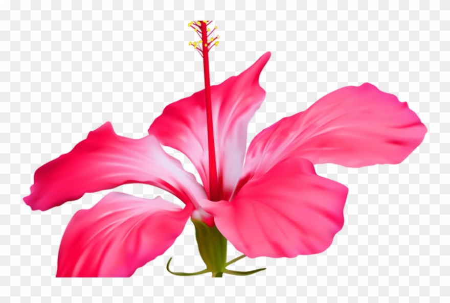 Hibiscus Flower Transparent Png Clip Art Event - Hibiscus Flower Petal Transparent