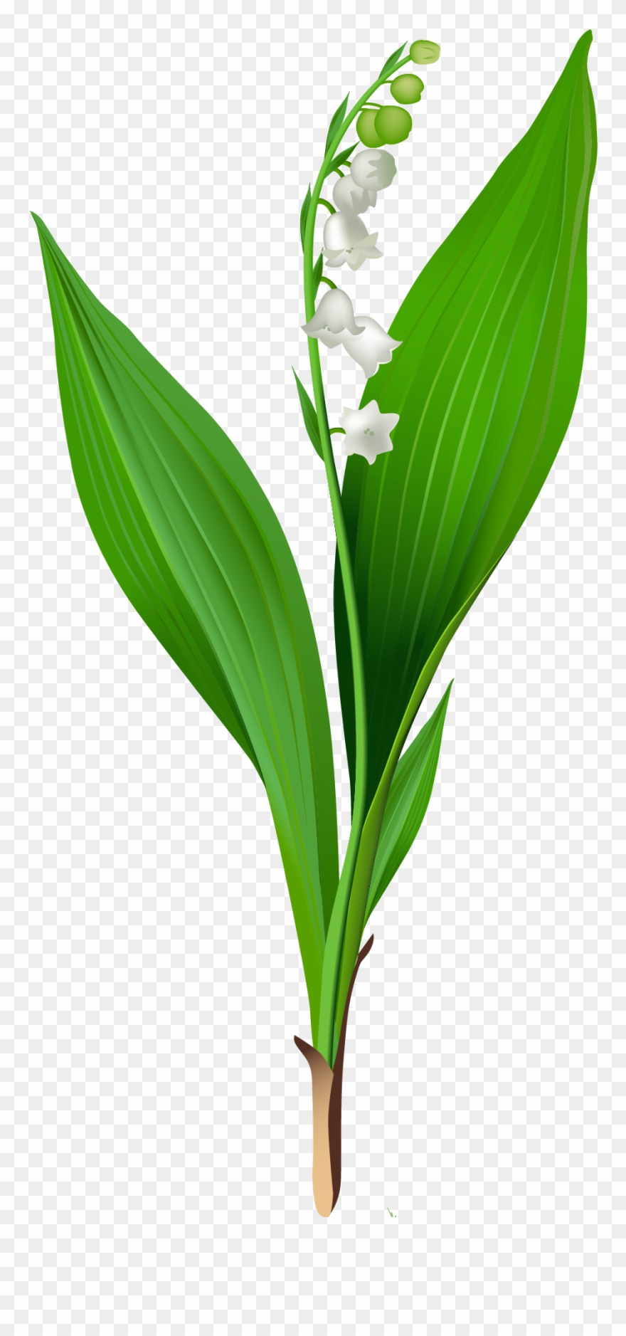 Flowers For > Lily Of The Valley Clip Art - Lily Of The Valley Clipart Transparent - Png Download