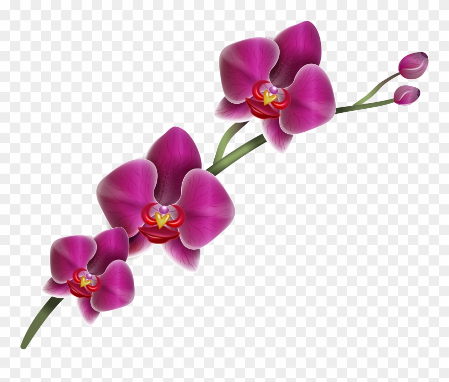 Purple Clipart Image Gallery Clip Art Library - Purple Orchid Flower Png Transparent Png