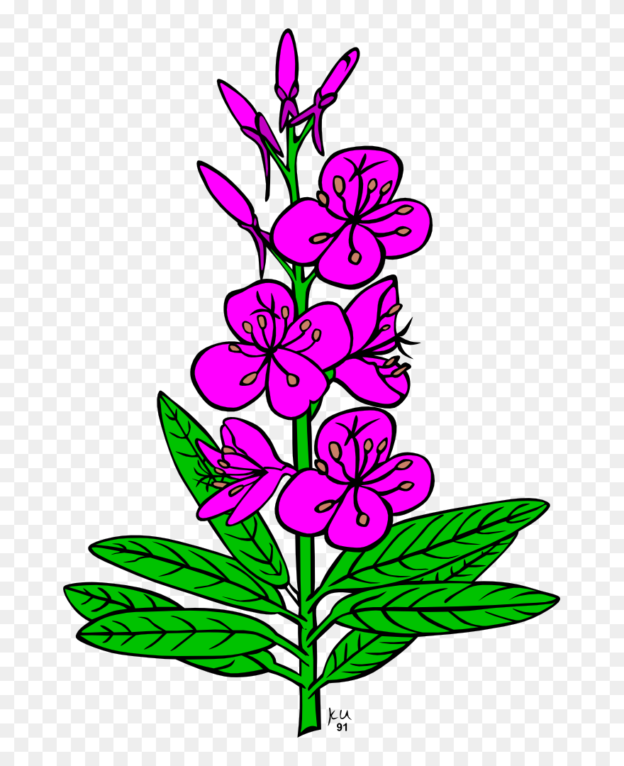 Chamaenerion Angustifolium Drawing Computer Icons Alaska - Fireweed Clipart - Png Download