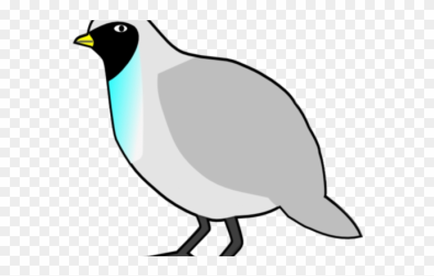 Banner Black And White Stock Hunting Cliparts Free - Common Quail - Png Download