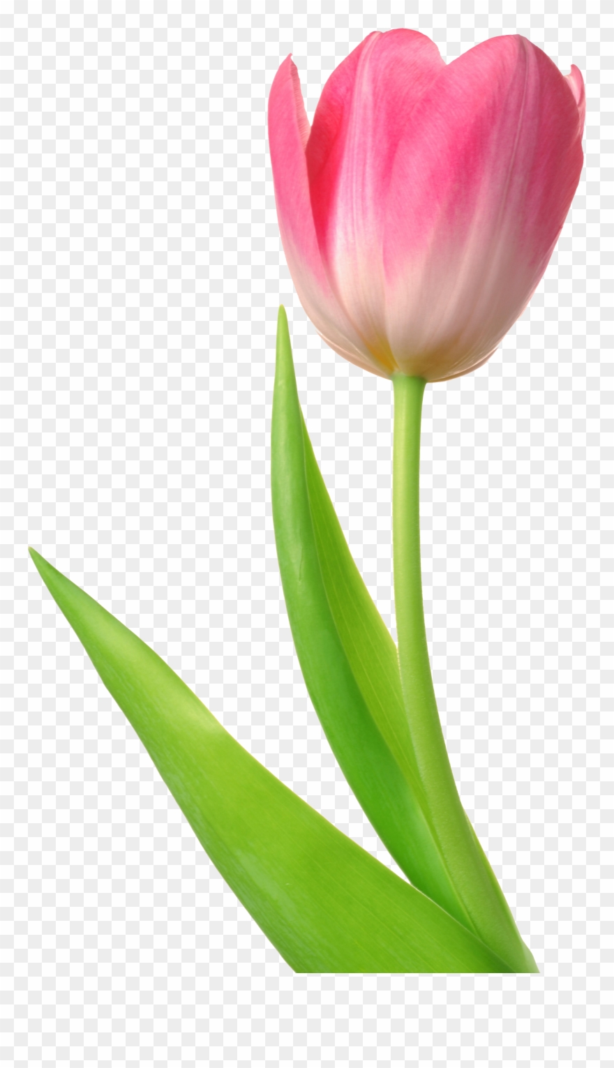 Tulip Png Image - Tulip Png Clipart