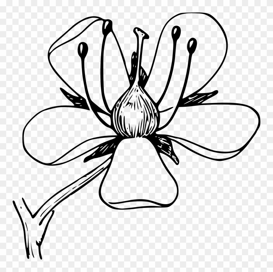 Free Vector Corolla Clip Art - Template Of A Plant - Png Download