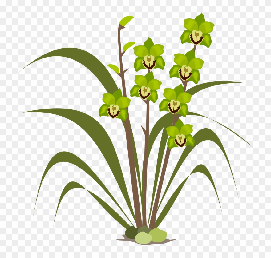 Cymbidium Clip Art At Clker Com Vector - Flower Orchid Clipart Free - Png Download