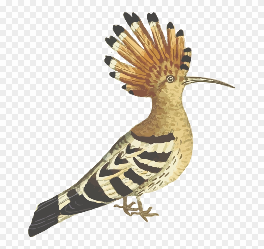 Bird African Hoopoe Computer Icons Download - Hud Hud Bird Png Clipart