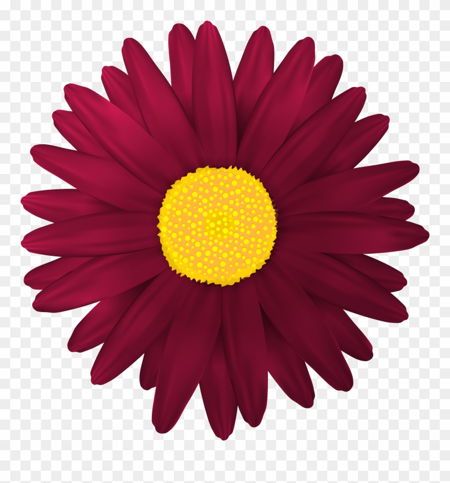 Gerbera Clipart Red Flower - Dark Pink Flower Transparent - Png Download