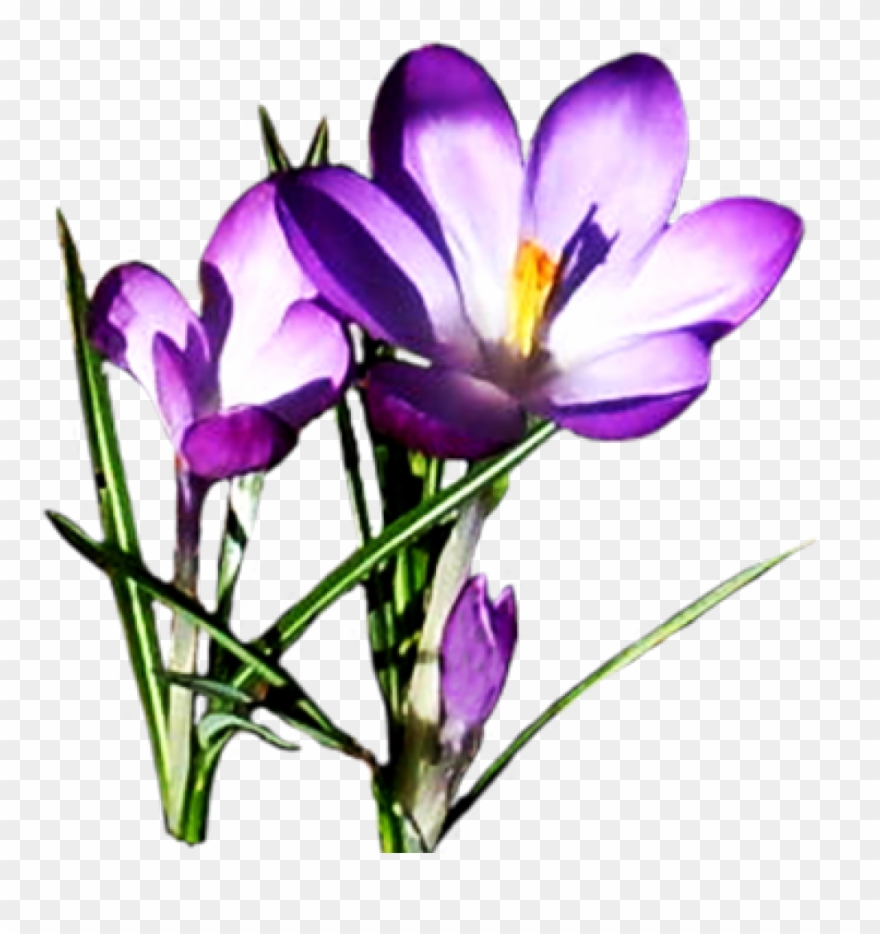 Free Clipart Spring Flowers Flower Pictures Download - Purple Spring Flowers Clipart - Png Download