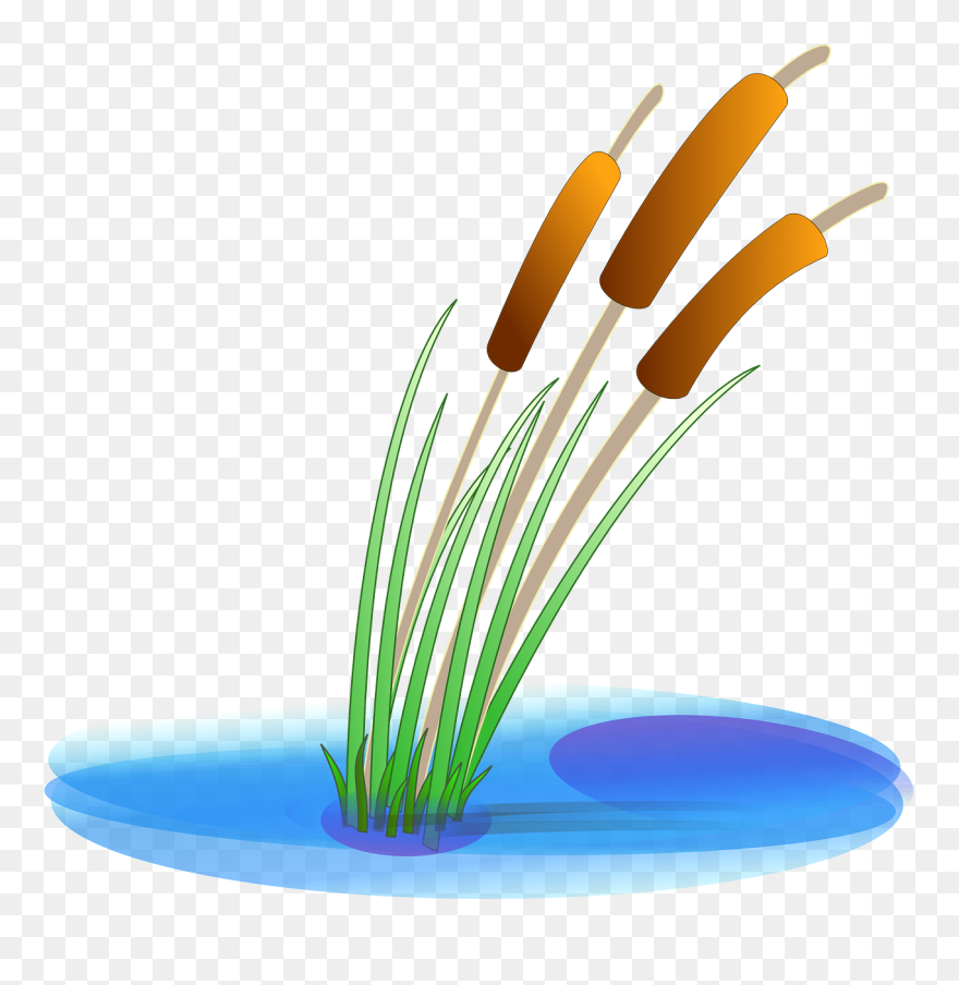 Clipart Info - Reed Clipart - Png Download