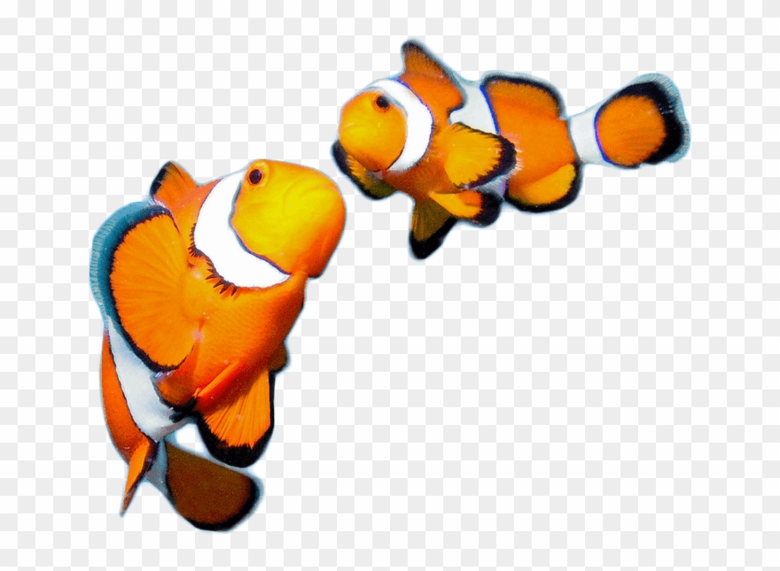 At Wavelength Recruitment Everyone Matters To Us, Therefore - Fish Clipart