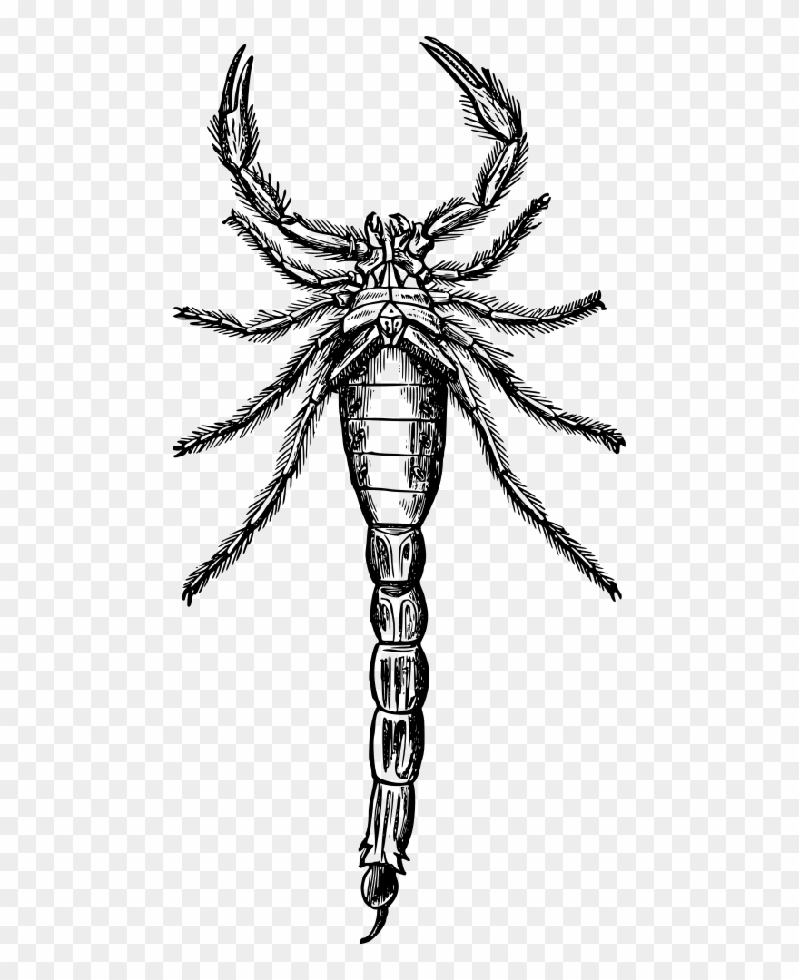 Scorpion - Alacran Dibujo Clipart