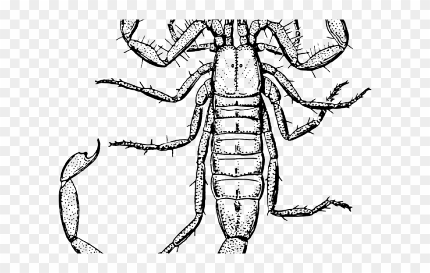 Scorpion Clipart Gambar - Death Stalker Scorpion Drawing - Png Download