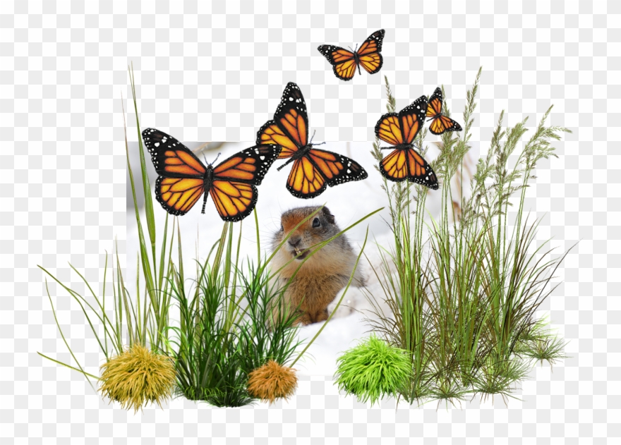 Photo - Baby Ducks, Ducklings Picture Made On Wood, Wall Art Clipart