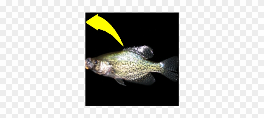 Crappie Vector Svg - Vector Graphics Clipart