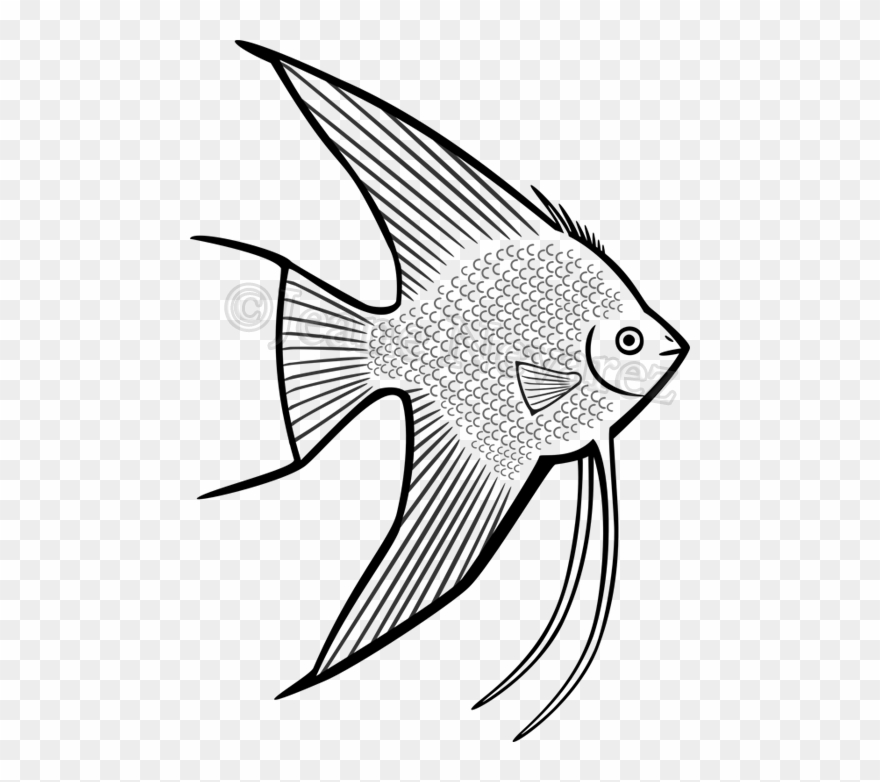 Walleye Vector Barramundi Fish - Angelfish Drawing Clipart