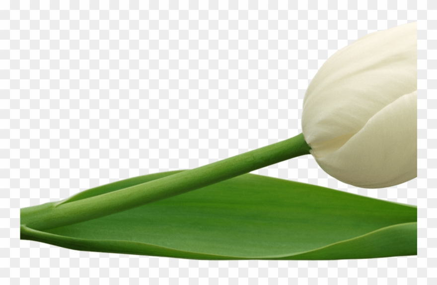 Tulip Clipart Large - Openclipart - Png Download