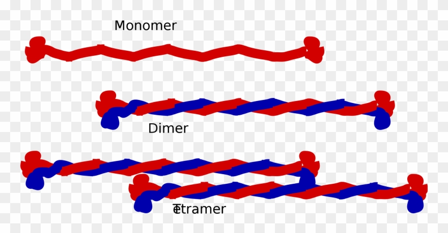 Intermediate Filaments Clipart