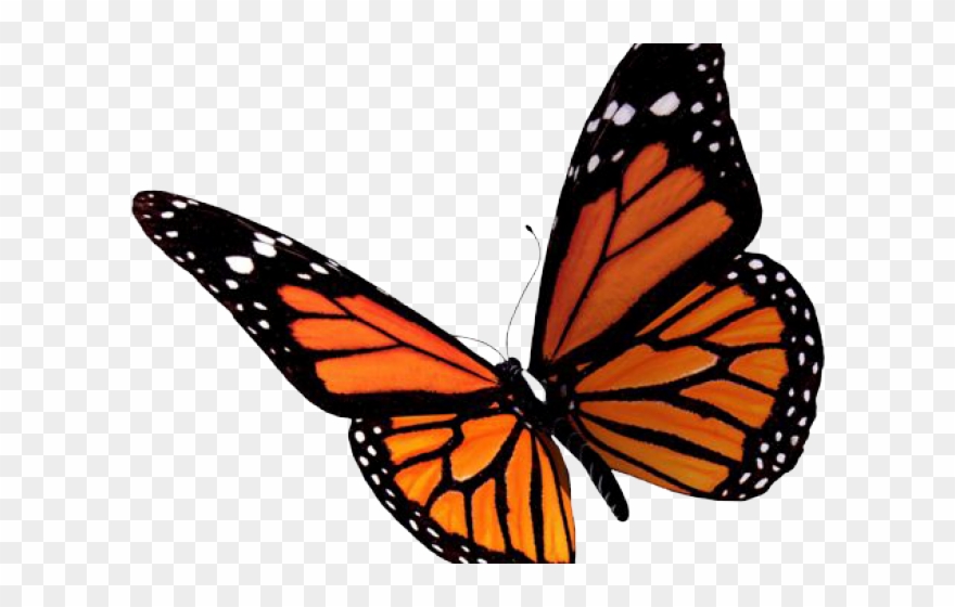 Image Transparent Butterfly Free On Dumielauxepices - Butterfly Png Clipart
